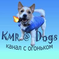 KMR@Dogs-животные, смешные животные, смешные видео, юмор, птицы, собаки, кошки, обезьяны.