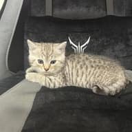 милые котики ^-^ коты