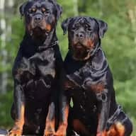 Забавные животные
