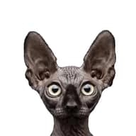 Кот Костян. RU